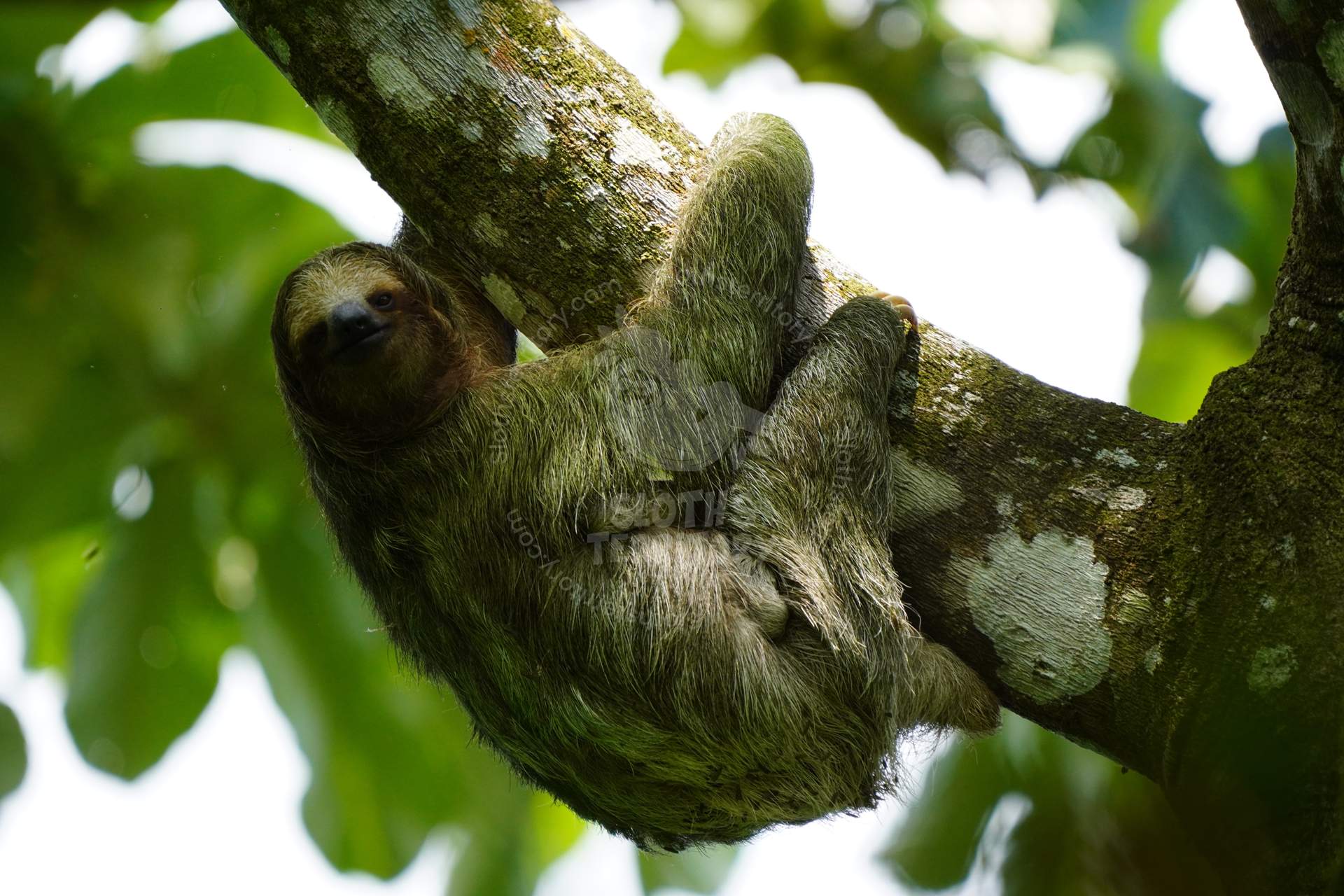 Perezoso de tres dedos descansando entre hojas en Costa Rica.
