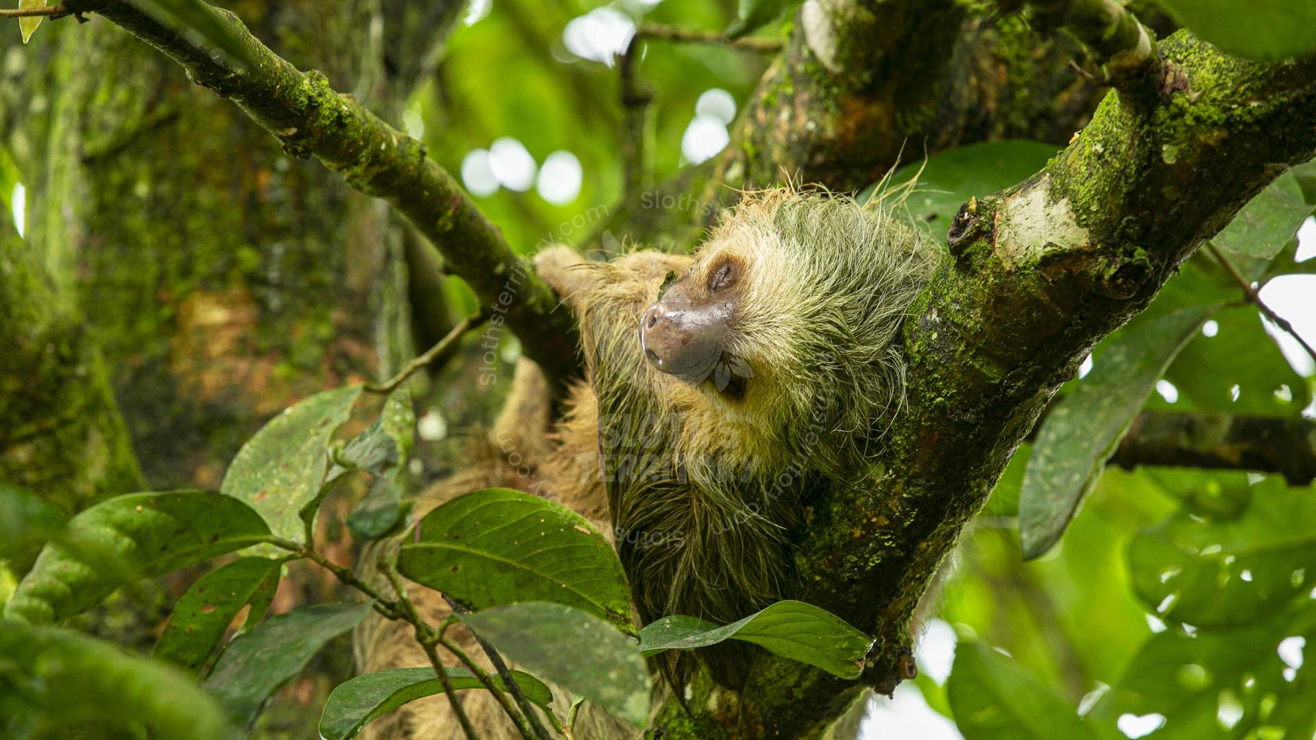 Perezoso de dos dedos descansando en un árbol cubierto de musgo en Sloths Territory, La Fortuna, Costa Rica. Una experiencia única de vida silvestre.