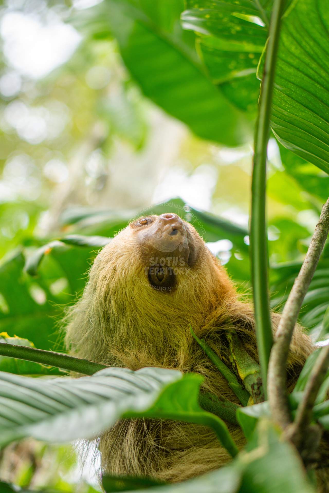 Two-toed sloth gazing from a tree in Sloths Territory, La Fortuna, Costa Rica. A perfect sight for wildlife lovers.