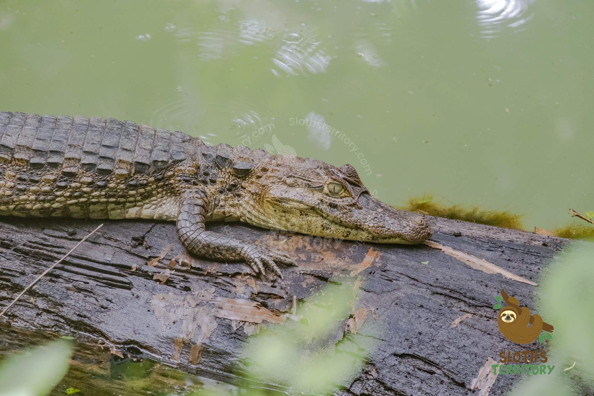Crocodile resting on a log in a pond in La Fortuna, Costa Rica.