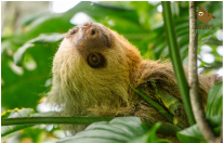 Close-up of a sloth resting among the vegetation in La Fortuna, Costa Rica.