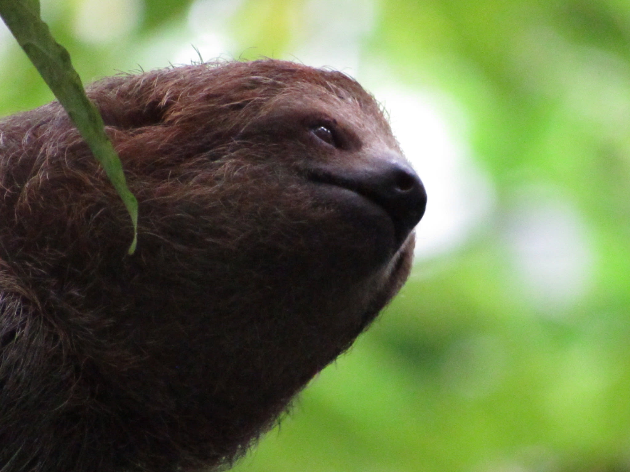 Close-up of a sloth resting among the leaves in La Fortuna, Costa Rica.
