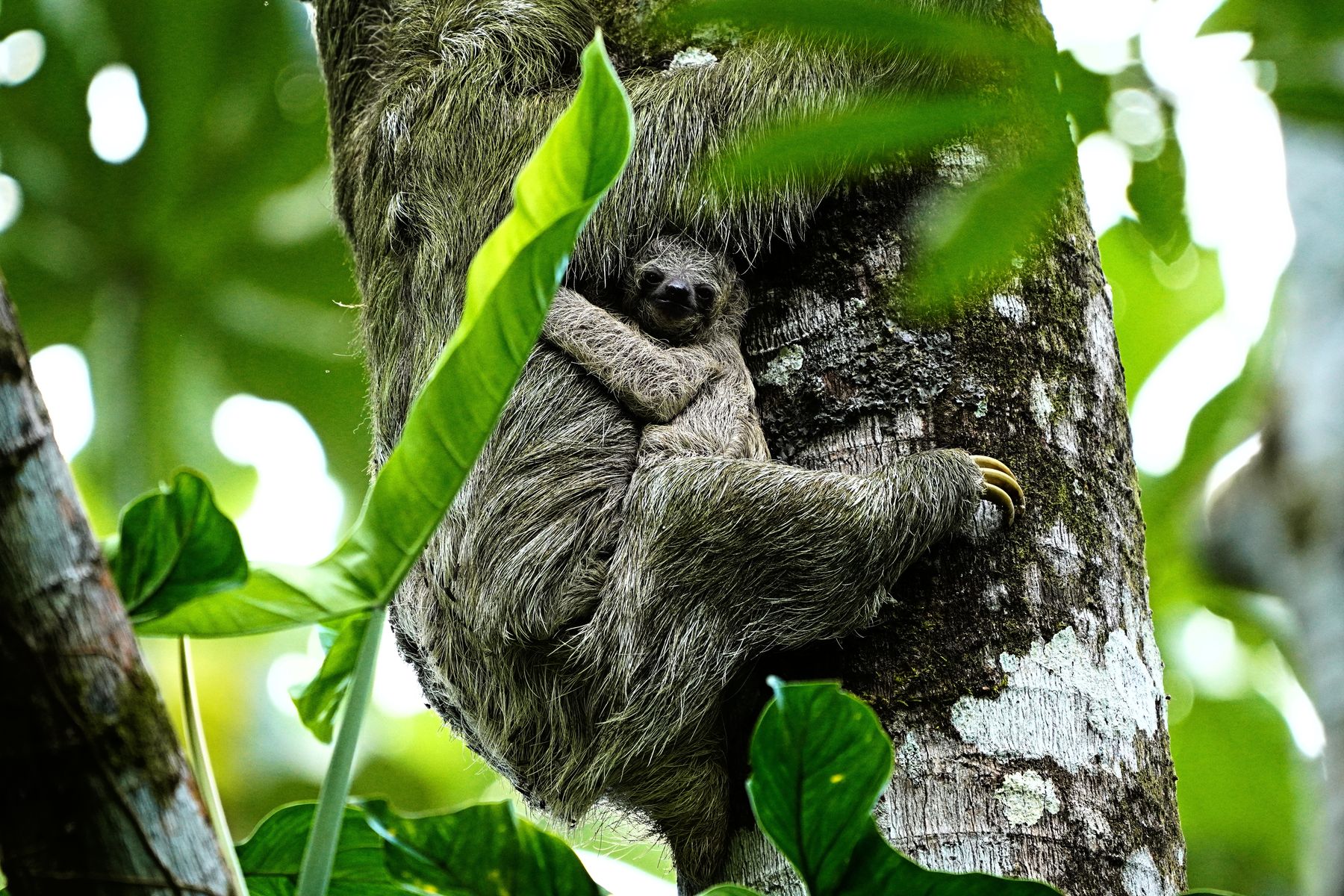 Sloth at Sloths Territory, the guided tour included with the stay.