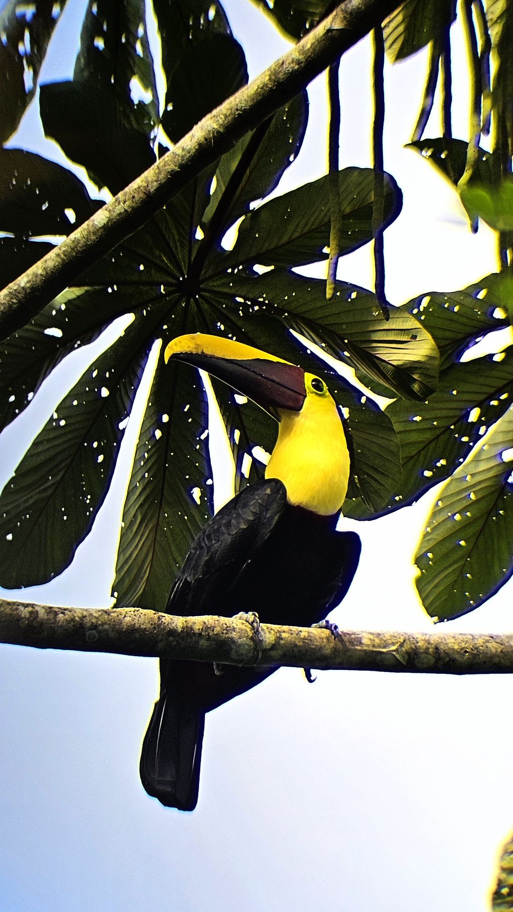 Toucan at Sloths Territory, the guided tour included with the stay.
