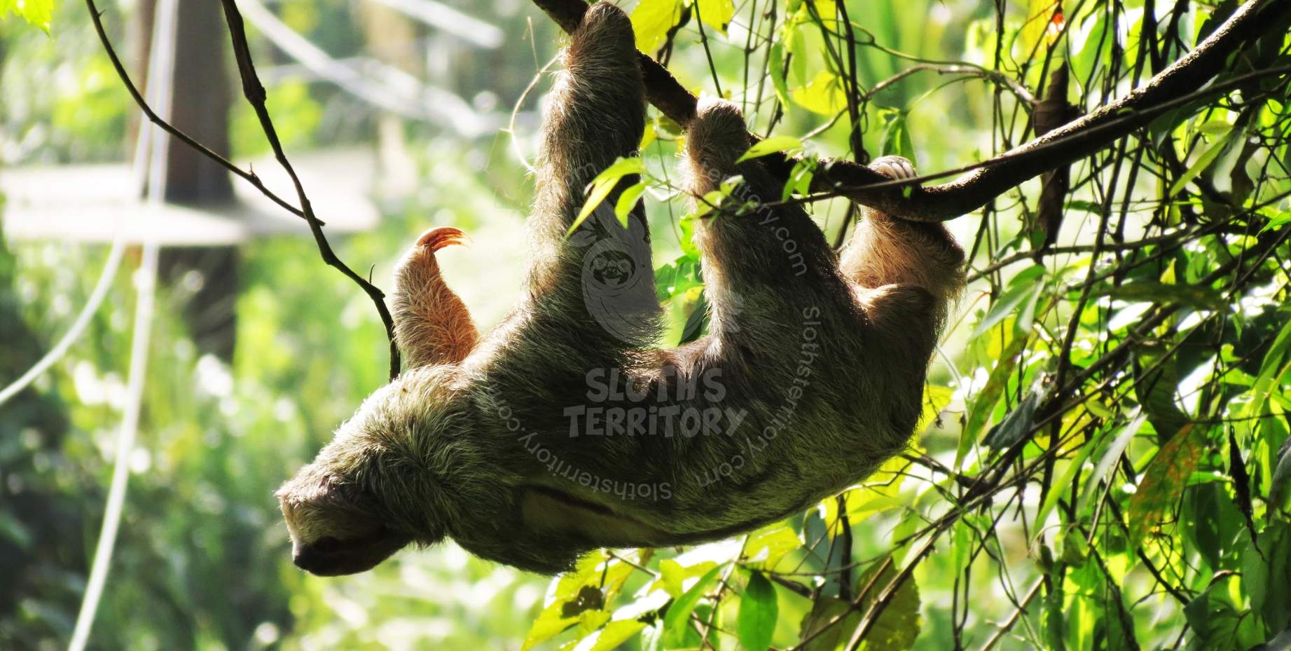 Sloth hanging from a tree on a sunny day in La Fortuna.