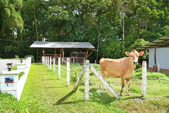 Finca Don Juan