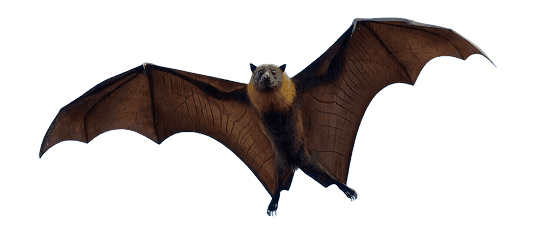 Murciélago