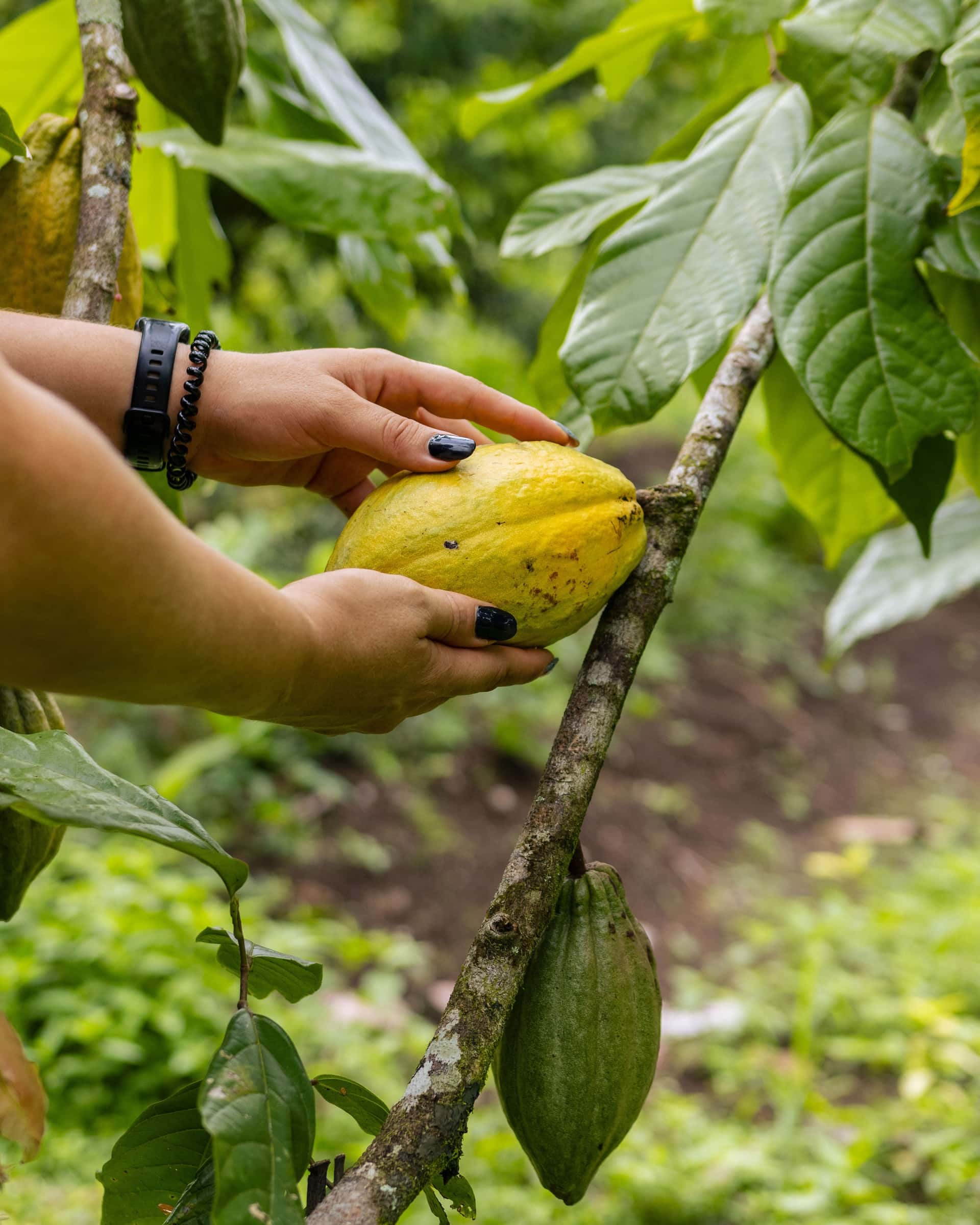 Cacao in hands