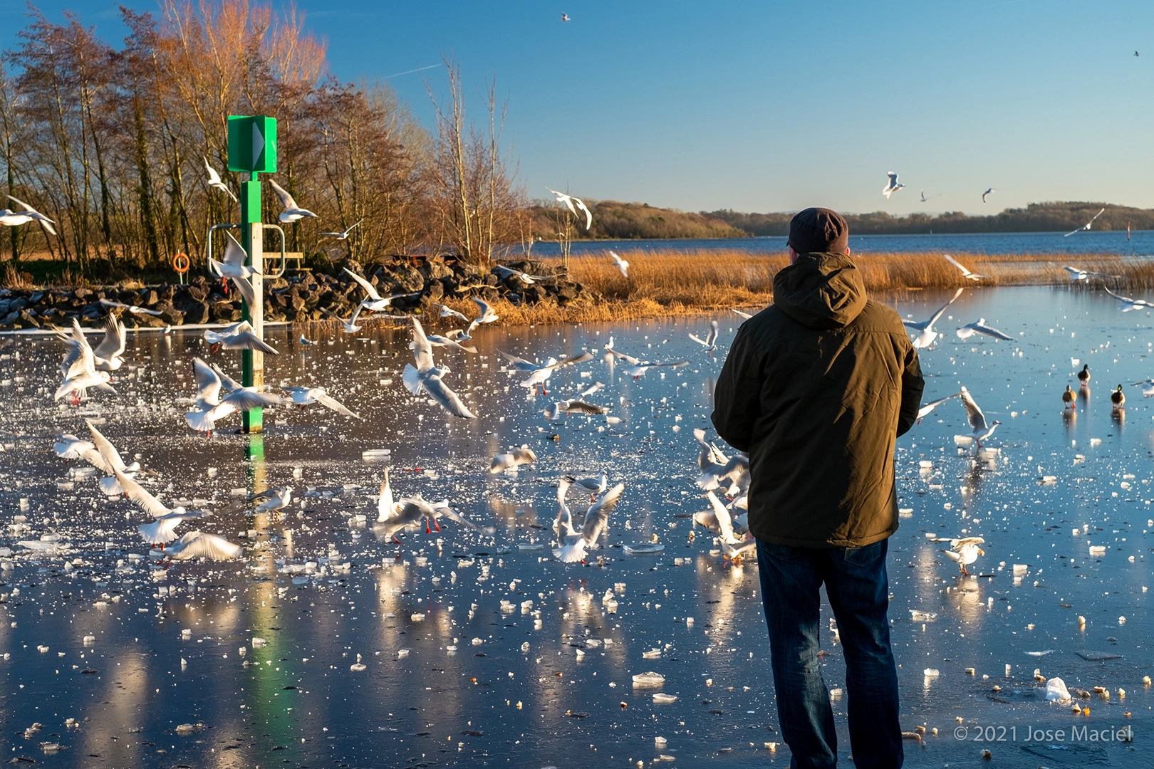 Man observers seagulls over a frozen lake