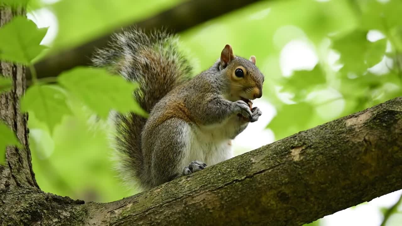 Squirrel's Nutty Delight!