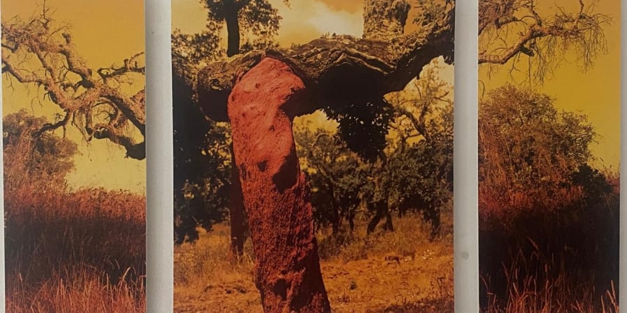 Histórias da Terra e do Mar - Exposição de Fotografia banner
