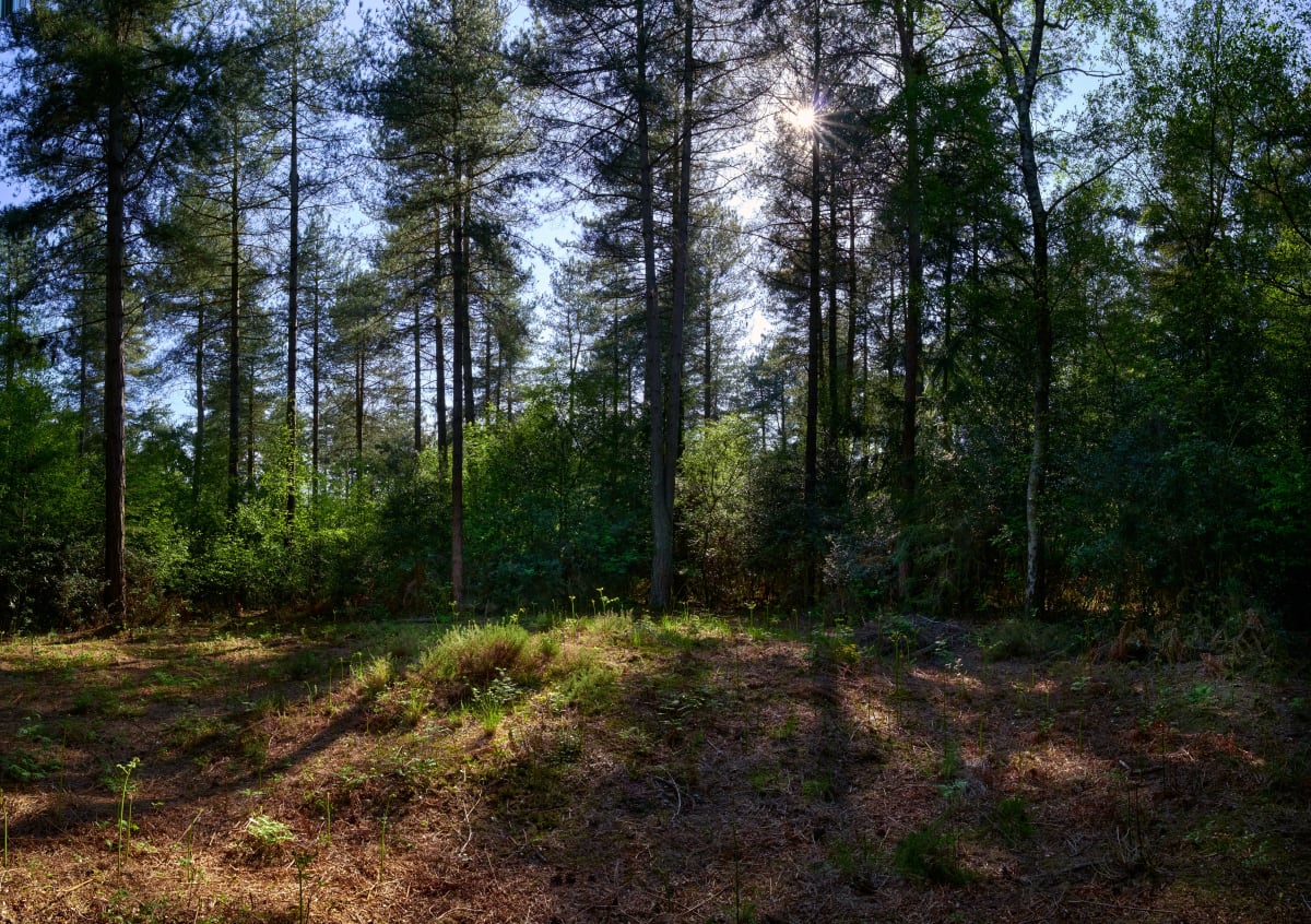 Dorset Prehistory