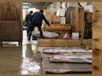 fish market workers moving frozen tuna onto pallets thumbnail