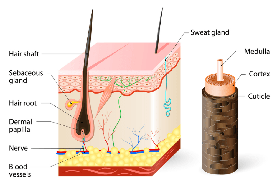 hair structure