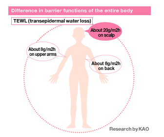 transepidermal water loss