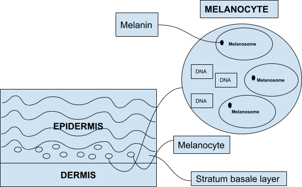 melanosomes