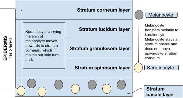 Keratinocytes