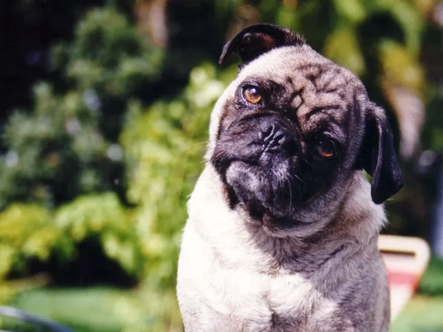 Picture of cute pug looking for a pet sitter