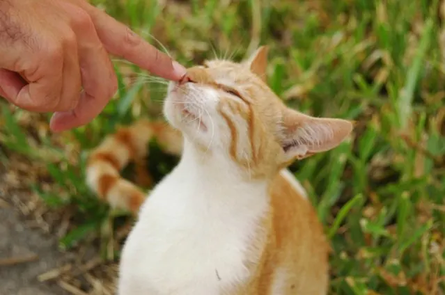 Picture of a cute cat looking for a pet sitter