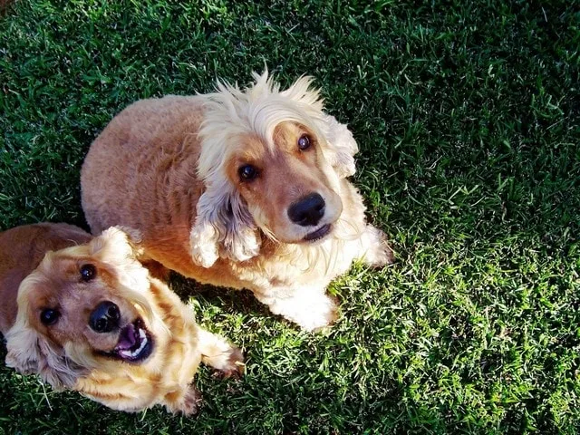 picture of two dogs looking for a pet sitter