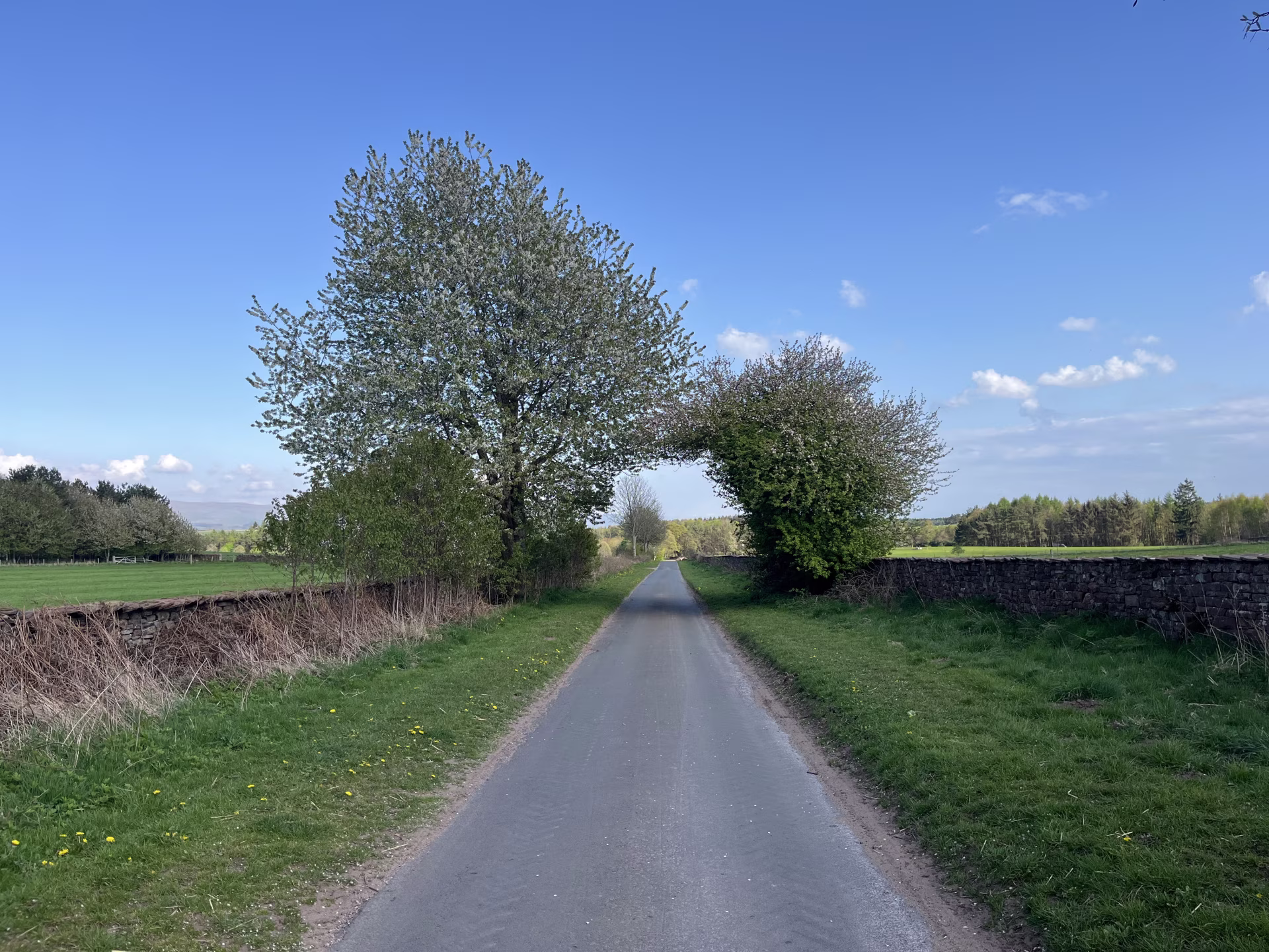 tarmac country lane with stone wall and budding trees on eden hall country lane under clear blue sky with far reaching field views