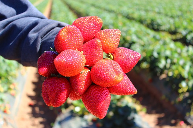 Strawberry Season in CZ. Pick Your Own Strawberries-img