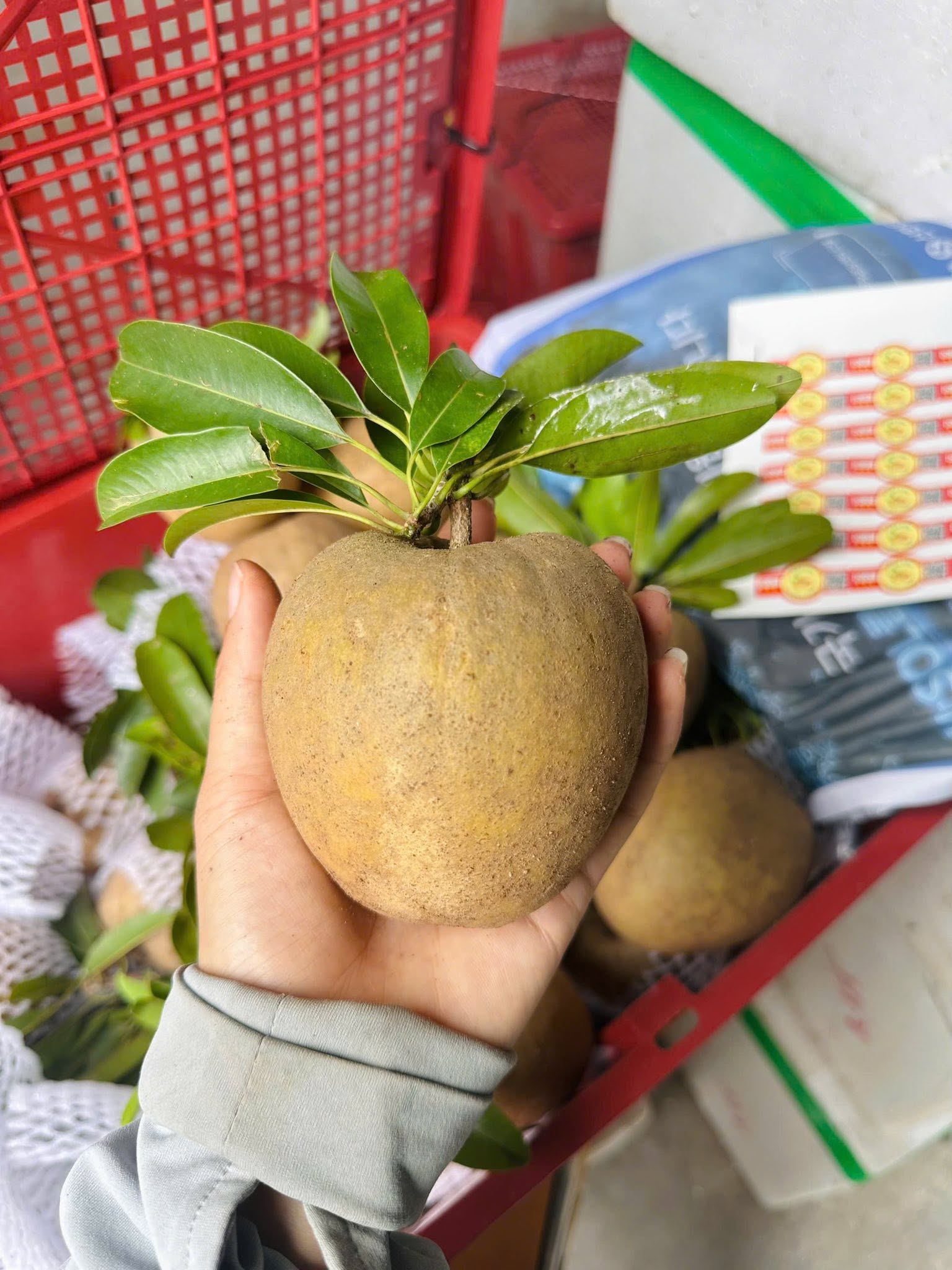 Hồng Xiêm