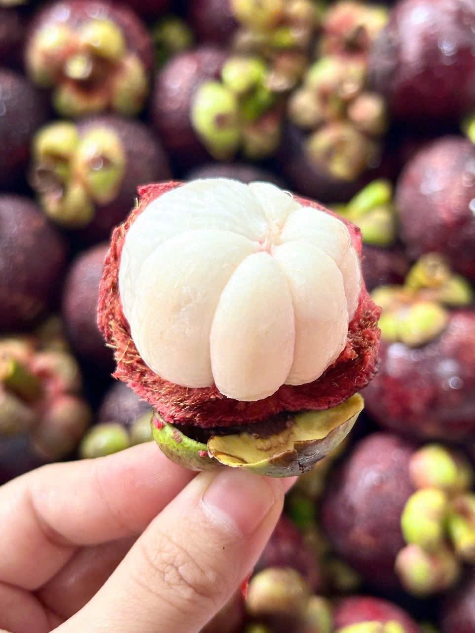Măng Cụt 