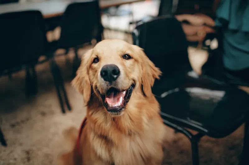 The Best Dog Friendly Pubs in London