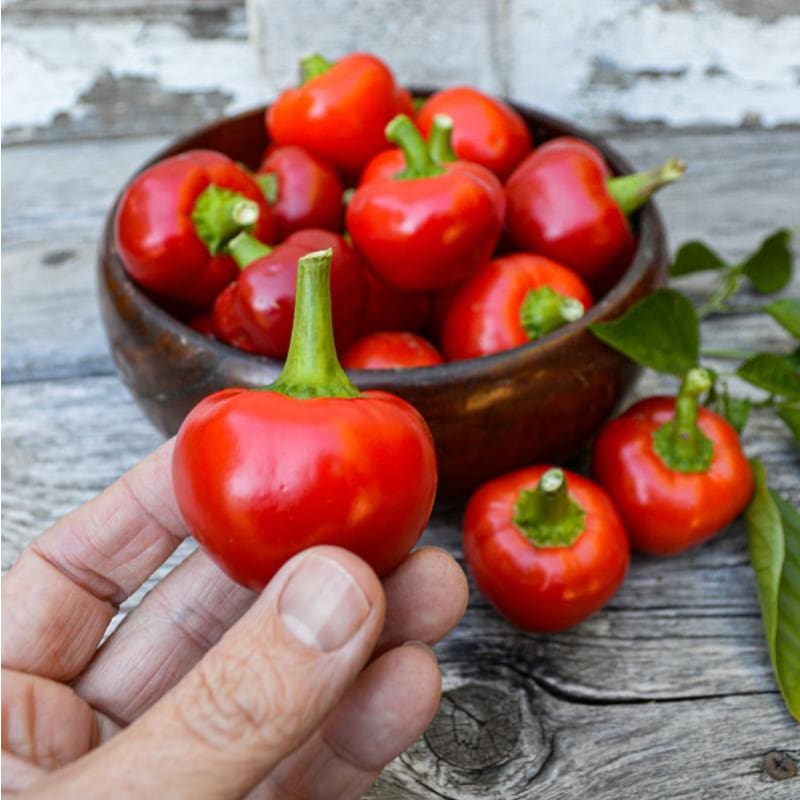 Red Cherry Pepper