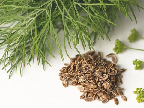 Dill Seeds