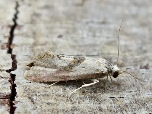 Rosy Conch (Cochylis roseana) photographed in Somerset by Sue Davies