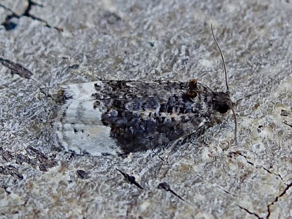 Birch Marble (Apotomis betuletana) photographed in Somerset by Sue Davies