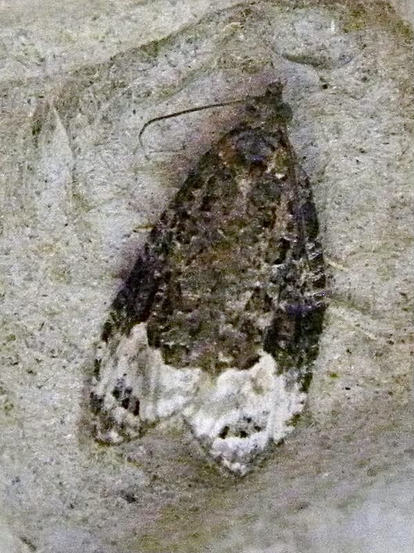 Sallow Marble (Apotomis capreana) photographed in Somerset by Sue Davies