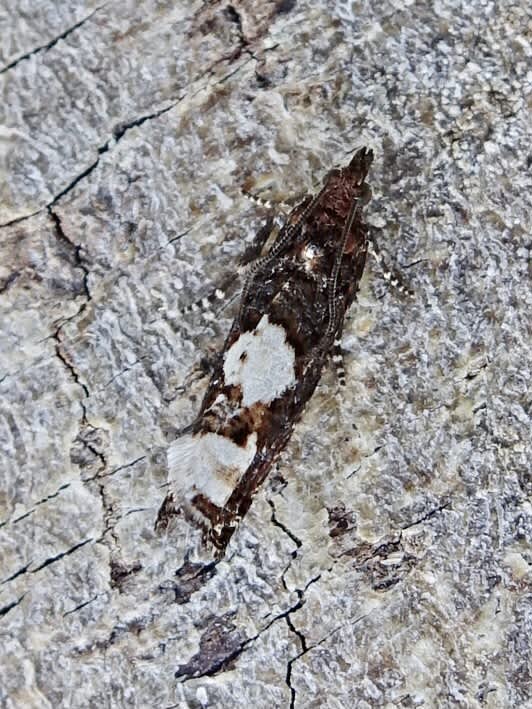 White-blotch Bell (Epinotia trigonella) photographed in Somerset by Sue Davies