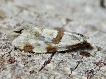 Aethes cnicana Somerset Moths