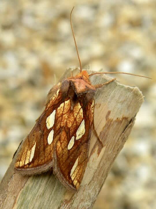 Gold Spot (Plusia festucae) photographed in Somerset by Sue Davies