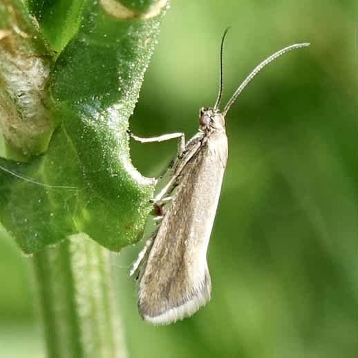 Plain Fanner (Glyphipterix fuscoviridella) photographed in Somerset by Sue Davies