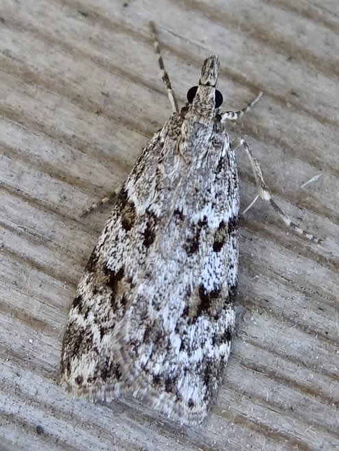 Base-lined Grey (Scoparia basistrigalis) photographed in Somerset by Sue Davies