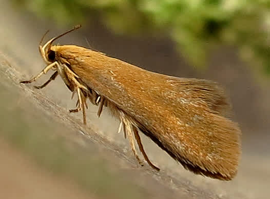 Tinted Tubic (Crassa tinctella) photographed in Somerset by Steve Chapple