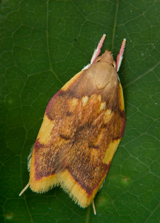 Long-horned Flat-body (Carcina quercana) photographed in Somerset by John Bebbington
