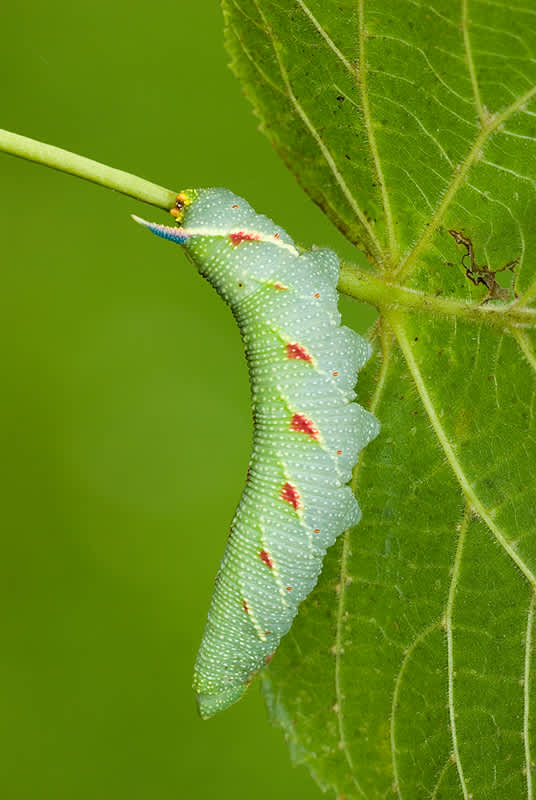 Lime Hawk-moth (Mimas tiliae) photographed in Somerset by John Bebbington