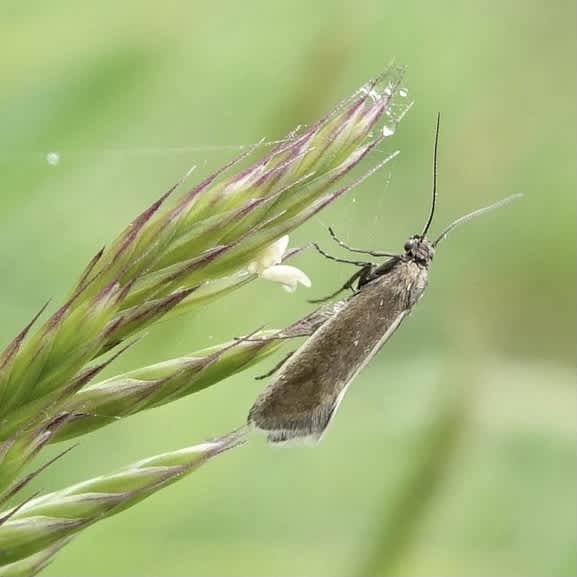 Plain Fanner (Glyphipterix fuscoviridella) photographed in Somerset by Sue Davies