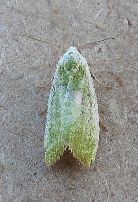 Cream-bordered Green Pea (Earias clorana) photographed in Somerset by Jenny Vickers