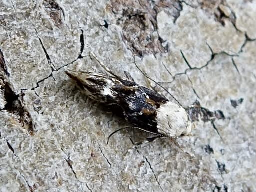 Marbled Mompha (Mompha propinquella) photographed in Somerset by Sue Davies