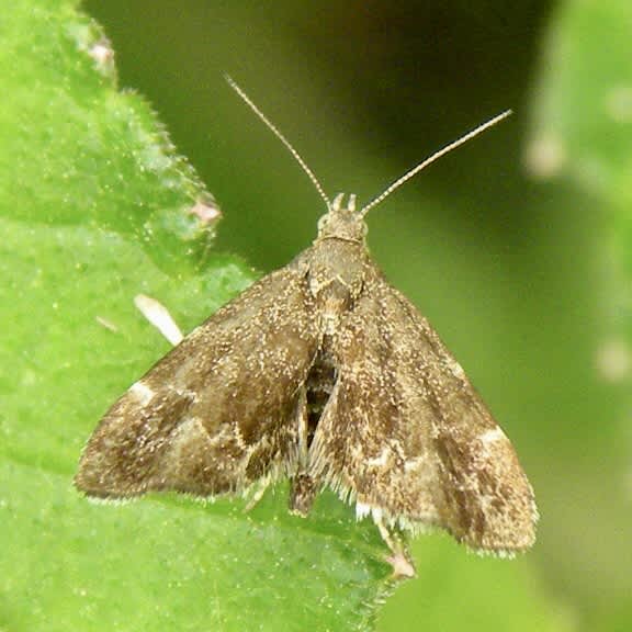 Common Nettle-tap (Anthophila fabriciana) photographed in Somerset by Sue Davies