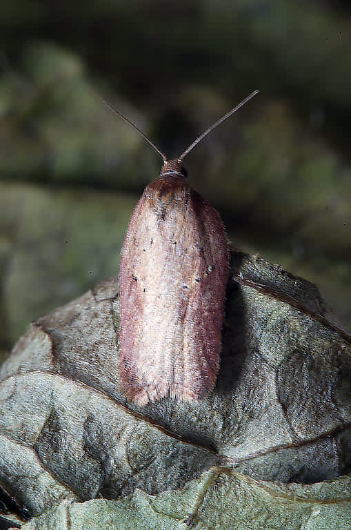 Viburnum Button (Acleris schalleriana) photographed in Somerset by John Bebbington
