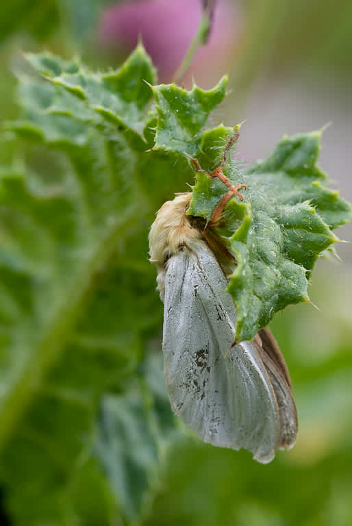 Ghost Moth (Hepialus humuli) photographed in Somerset by John Bebbington