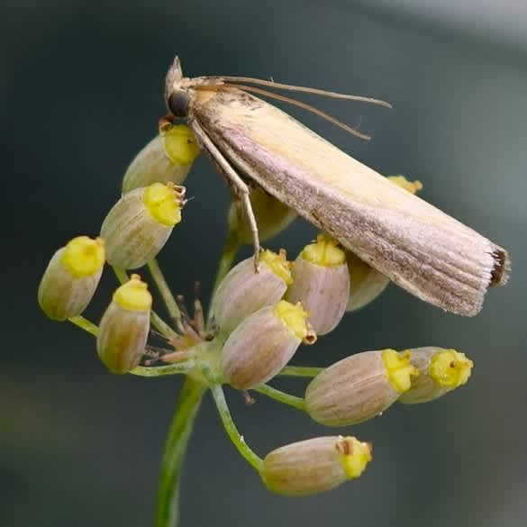 Rosy-striped Knot-horn (Oncocera semirubella) photographed in Somerset by Sue Davies