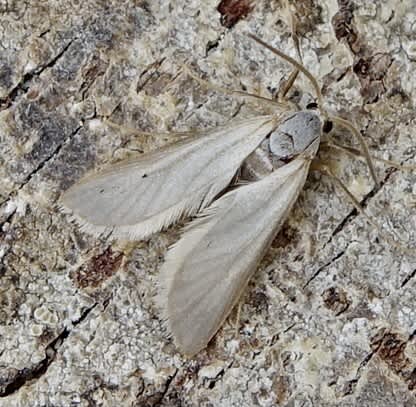 Water Veneer (Acentria ephemerella) photographed in Somerset by Sue Davies